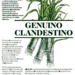 31/01/2016 – GENUINO CLANDESTINO PRESSO EX CASERMA PIAVE, TV